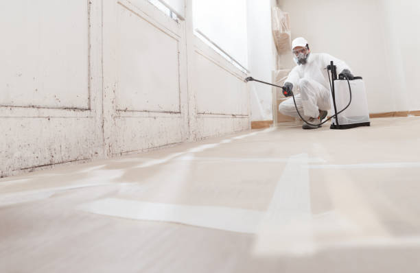 24/7 Emergency Black Mold Removal experts in Dublin, VA