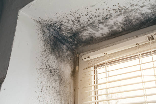 Trusted Mold Testing service in Dublin, VA - Cheap Mold Removal